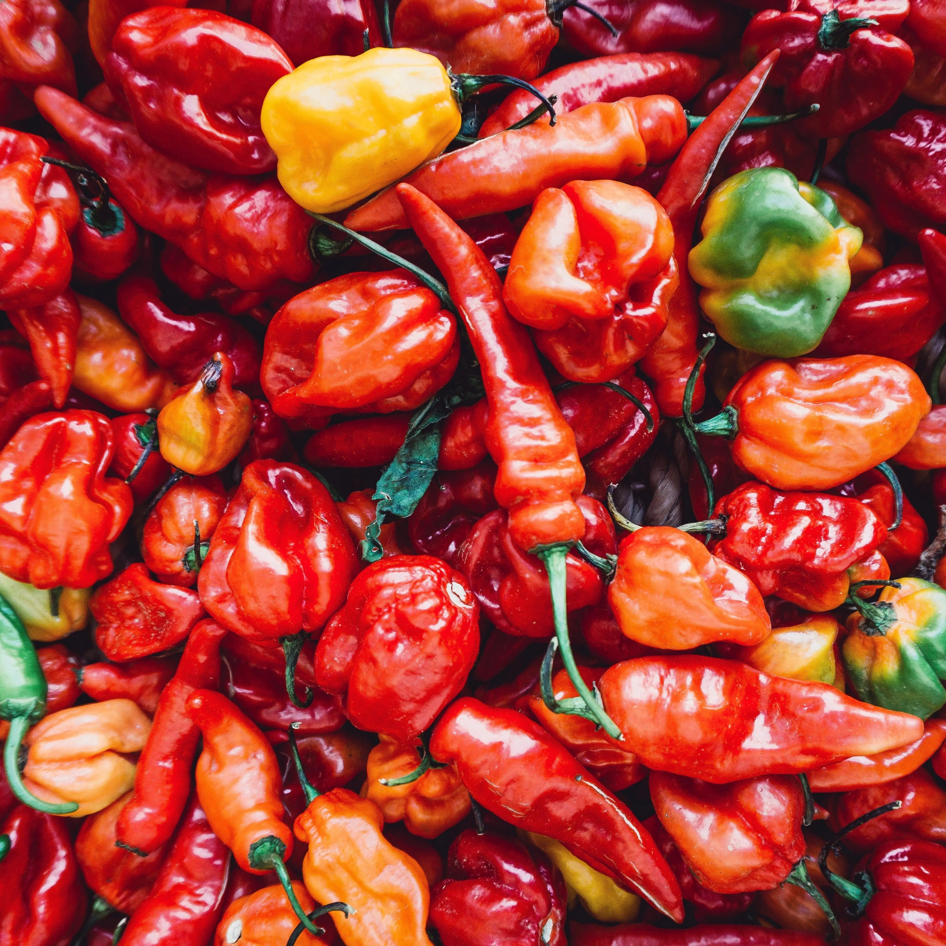 The man behind the Scoville scale